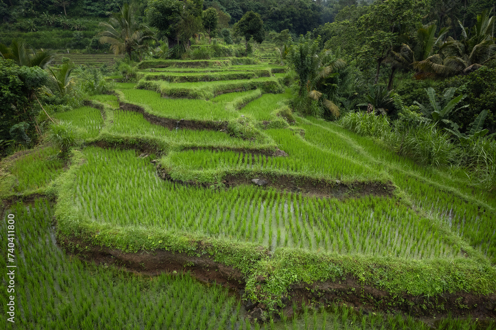 Picturesque rice terraces fields  of Karangasem district in Bali, indonesia