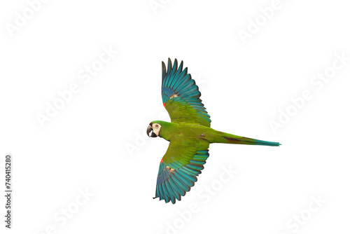 Colorful flying Chestnut-Fronted Macaw parrot isolated on transparent background.