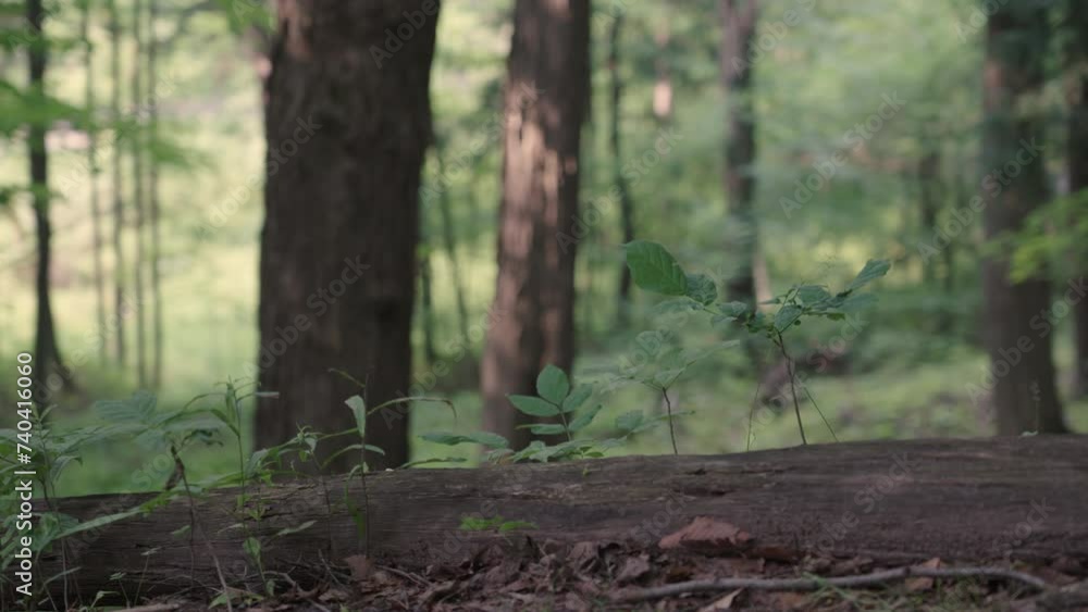 Rack focus from an old log on the forest floor to an array of trees in the distance, on a summer day Rack focus from an old log on the forest floor to an array of trees in the distance, on a summer day