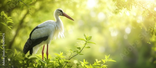 A white stork, a Cranelike bird belonging to the Ciconiiformes and Pelecaniformes order, is roosting on a tree branch in a natural landscape in the woods photo