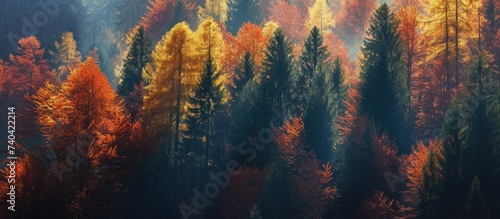 A photo showcasing a dense forest in the Alps  filled with towering autumn trees.