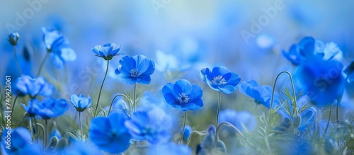 Field of electric blue flowers  herbaceous plants with delicate petals  growing amidst the grass. A stunning natural landscape captured in macro photography