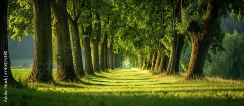 A captivating view of a road lined with a majestic line of trees on both sides, showcasing an enchanting perspective.