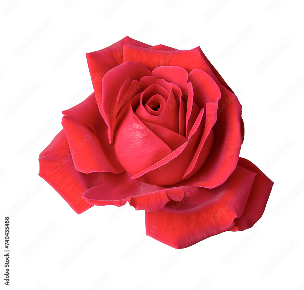 red rose isolated on white red rose isolated on white