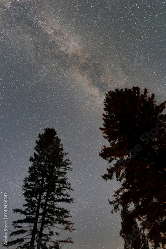 Milky Way trees