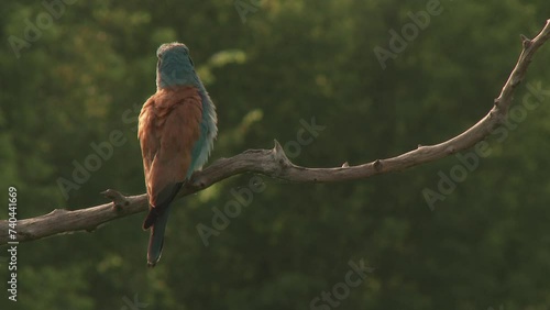 European Roller Coracias Garrulus in the wild