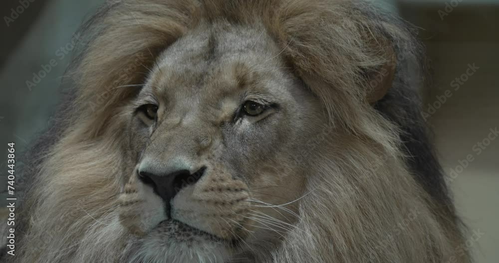 This video features an up-close and personal look at a lions face. The lion is captured in stunning detail, from its majestic mane to its piercing eyes. The video is perfect for those who want to This video features an up-close and personal look at a lions face. The lion is captured in stunning detail, from its majestic mane to its piercing eyes. The video is perfect for those who want to