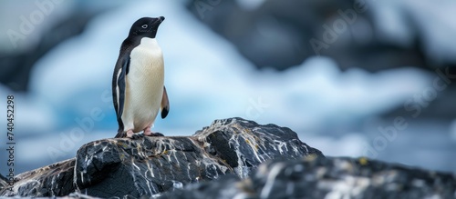 A penguin, a species of perching bird with feathered wings, a beak, and a body adapted for swimming, is standing on top of a rock near the water photo