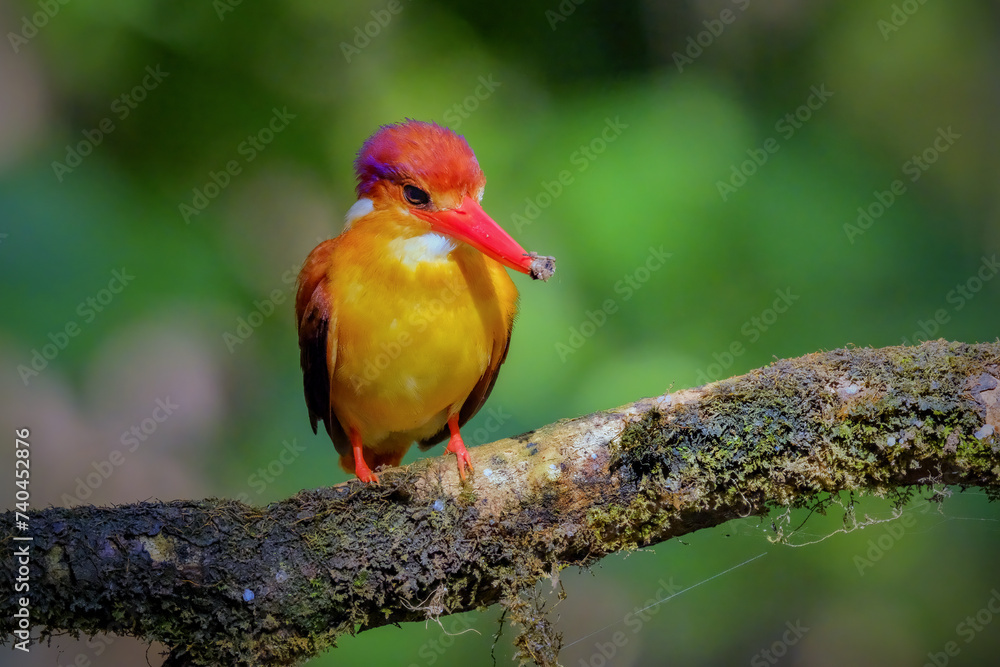 Fototapeta premium Oriental Dwarf Black-backed Kingfisher Ceyx