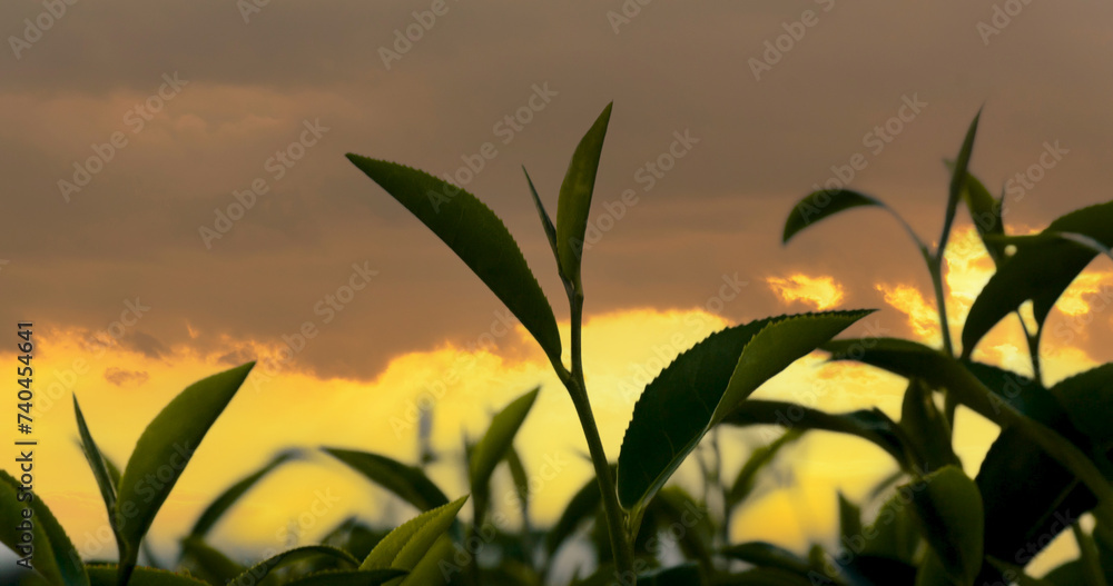 Green tea tree leaves field Fresh young tender bud herbal in farm on ...