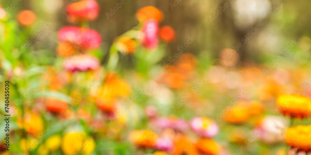 Fototapeta premium red and yellow flowers in the garden and grass with blurred background on spring time