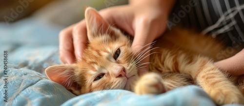 A person gently strokes a small to mediumsized cat with fawn fur, whiskers, and soft fur on a bed using their hand and fingers, showing a caring gesture towards the carnivorous Felidae animal photo