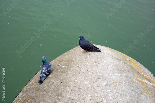 A pair of pigeons sits on a stone above the green water of the Isar, river running through Munich, Germany photo