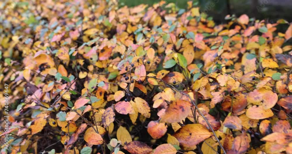 Yellow leaves cling to hedges in late autumn Yellow leaves cling to hedges in late autumn