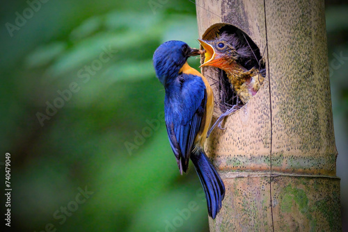 Photography Javan blue flycatcher