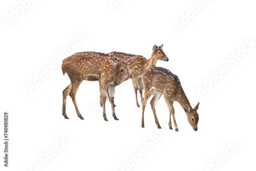 Spotted deer isolated on white background