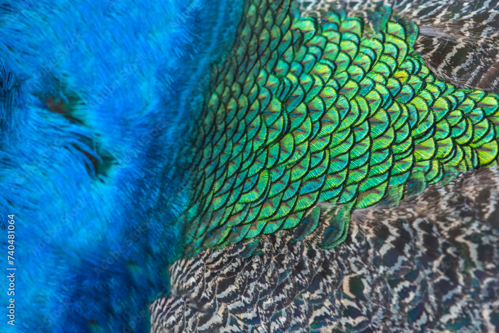 Obraz premium Green peacock feathers for a beautiful background