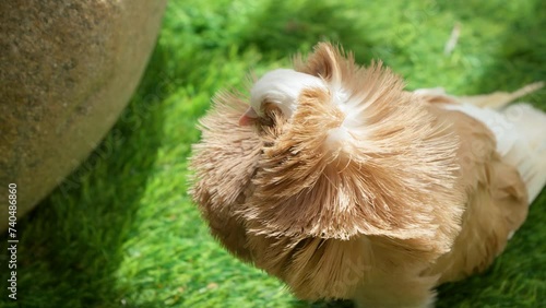 Jacobin Pigeon With Distinct Muff or Cowl of Fluffed Feathers Form In Shape of Rosette Surrounding Pigeon's Head - Close-up