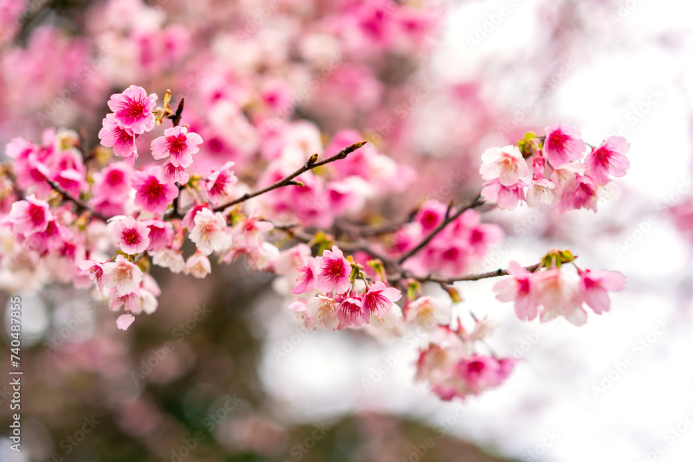 Beautiful nature pink cherry blossom (Sakura) background in spring Beautiful nature pink cherry blossom (Sakura) background in spring