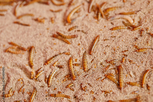 Close-up of Mealworm in container photo