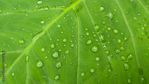Dew drops on the surface of wide green taro leaves or Colocasia esculenta, top view photo