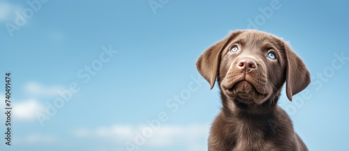 Portrait of a brown labrador puppy on the background of a blue sky