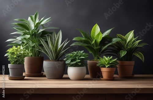 Variety of popular potted houseplants over a rustic farmhouse wooden table with space for text.