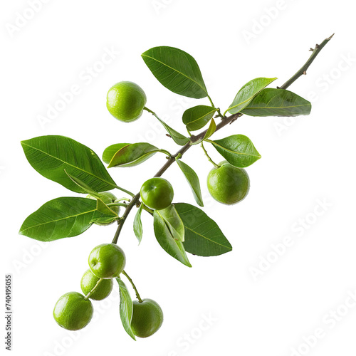 Kakadu plum, transparent background, isolated image, generative AI