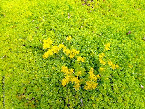 セダム（モリムラマンネングサ）の花