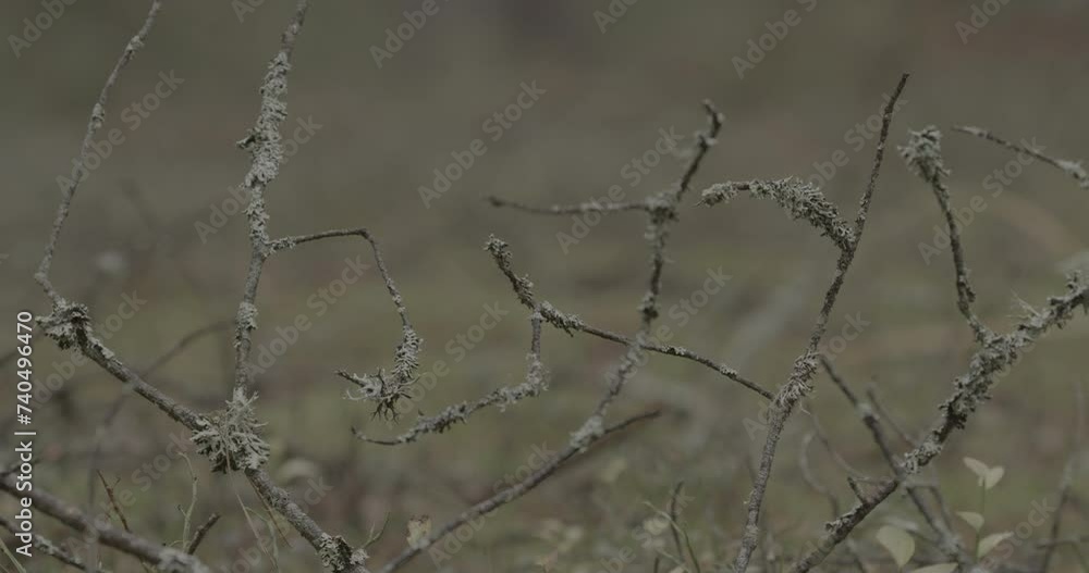 lichen growing on old dead branches in autumn forest. composite organism that arises from algae or cyanobacteria living among filaments of multiple fungi species in a mutualistic relationship. europe lichen growing on old dead branches in autumn forest. composite organism that arises from algae or cyanobacteria living among filaments of multiple fungi species in a mutualistic relationship. europe