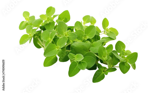 An image showcasing a cluster of green leaves set. Isolated on a Transparent Background PNG.