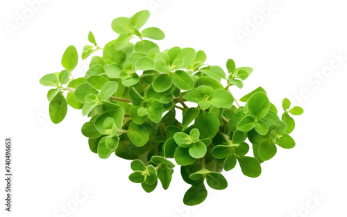 A photo of a plant featuring green leaves. Isolated on a Transparent Background PNG.