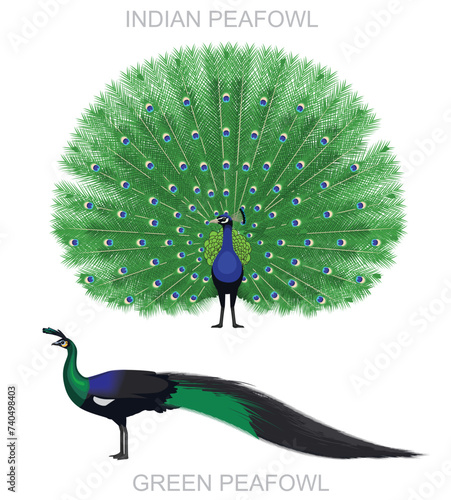 Peafowl Bird Indian and Green Cartoon Vector