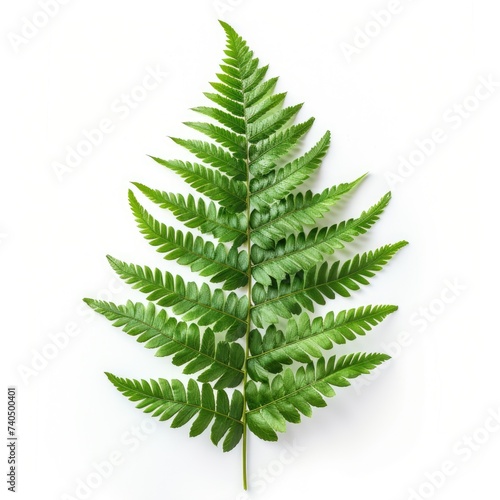 Fern leaves are tropical plants isolated on white background