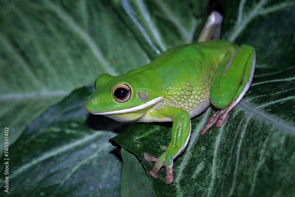 White lipped tree frog, green tree frogs White lipped tree frog, green tree frogs