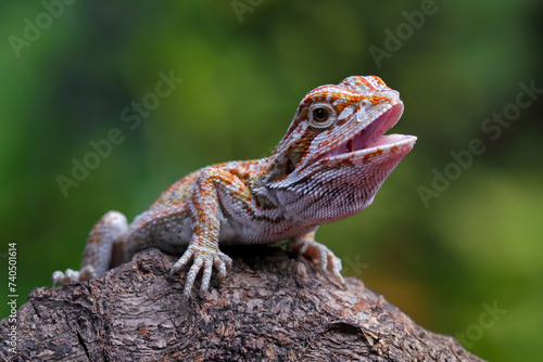 Baby bearded dragon lizard sitting on wood