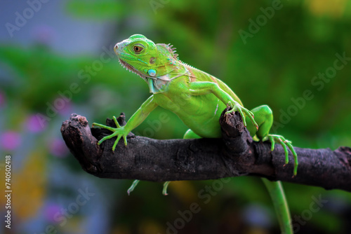 Green iguana on branch 