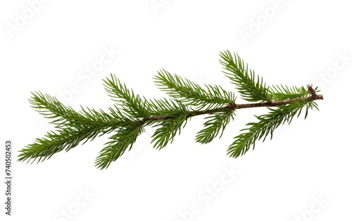 A branch of a pine tree  with needles and cones  photographed. Isolated on a Transparent Background PNG.