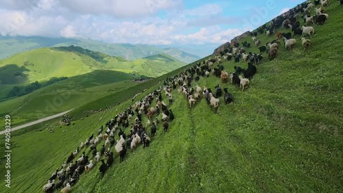 Flock of sheep runs through green Actoprak pass aerial view natural beauty tranquility Sheep flock in majestic mountains beauty serene. Flock of sheep symbol of unspoiled wilderness serenity calm.