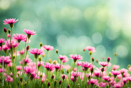 Purple Flowers Field Bokeh green blurred Background 