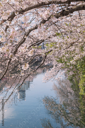 川に枝垂れるように咲く満開の桜の花と花びら 入学・入社・卒業・新生活・春・季節の背景 河川敷
