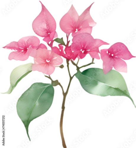 Bougainvillea clipart. A cute Bougainvillea flower icon. 