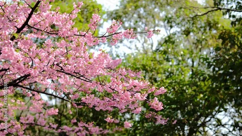 Wallpaper Mural ピンク色が鮮やかな河津桜 Torontodigital.ca