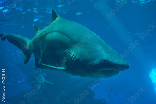 A tiger shark up close in the Palma de Mallorca aquarium