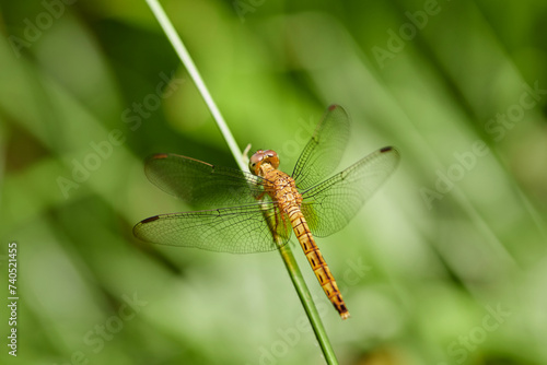 Close-up view of  dragonfly perching on grass