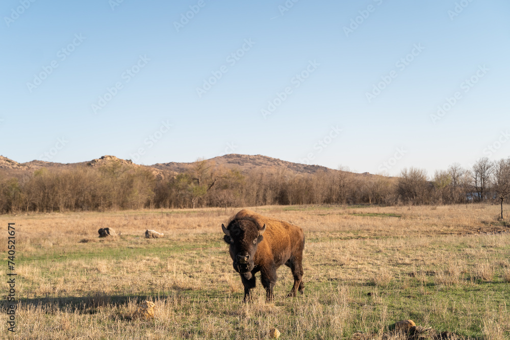 Bison Looking At Viewer In Oklahoma's Witchita Mountain Wildlife