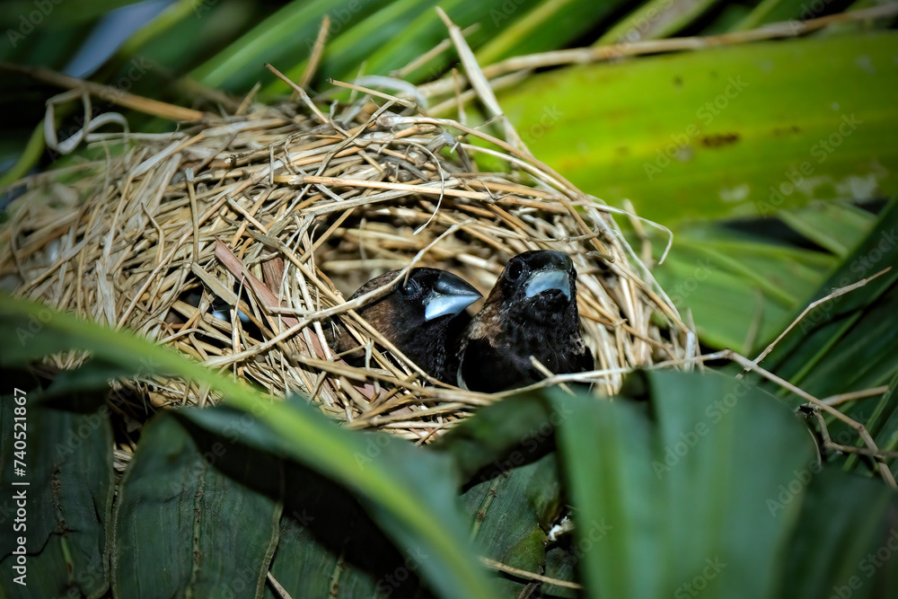 Javan Munia (Lonchura leucogastroides) and nest Javan Munia (Lonchura leucogastroides) and nest