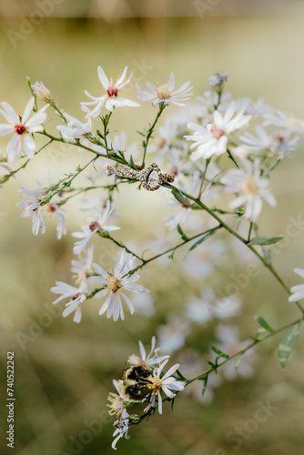 engagement ring on little white wild flowers with bumble bee