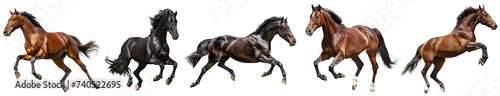 beautiful horses running collection isolated on transparent background