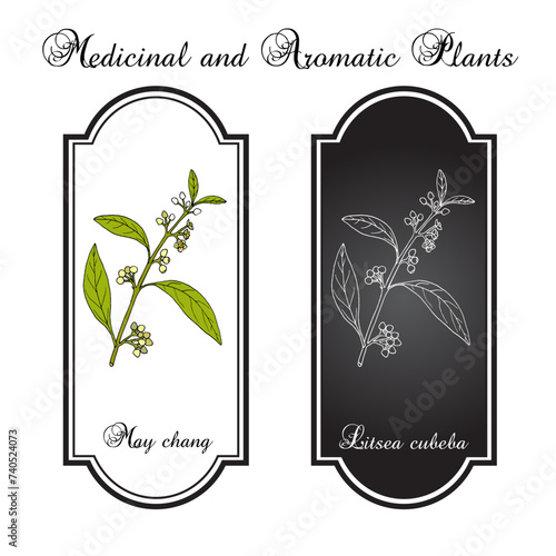 Aromatic litsea or may chang (Litsea cubeba), medicinal plant